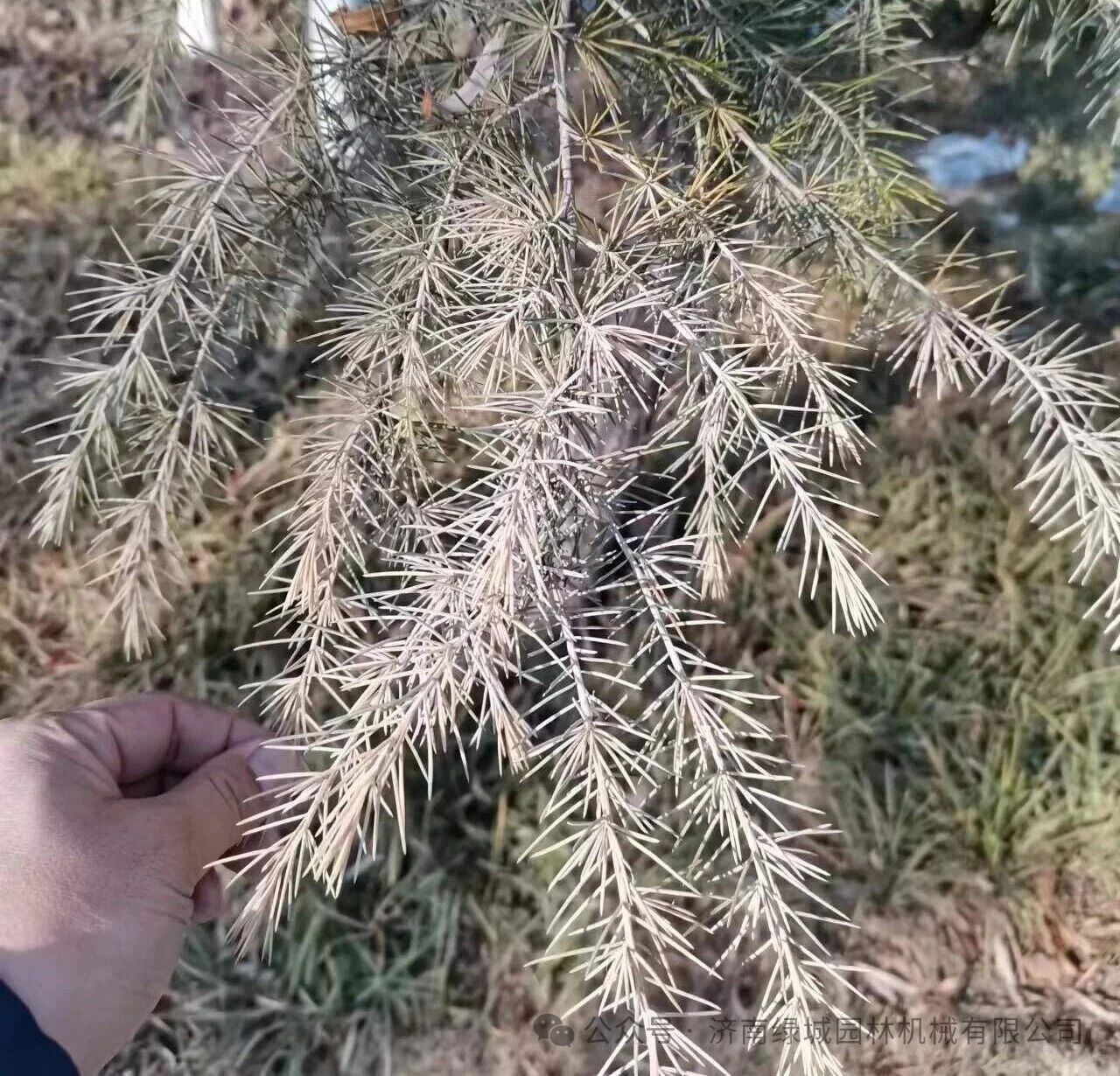 圖片